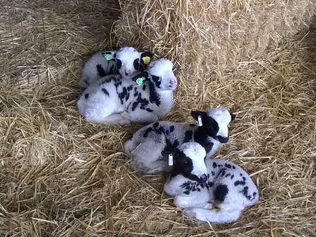 first 4 lambs (2)